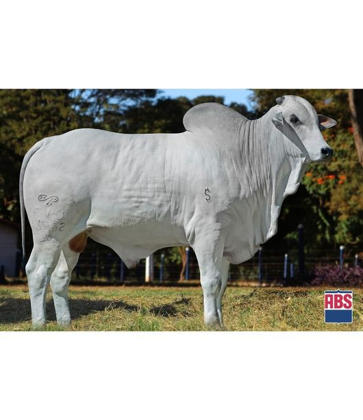 0_OURO-NEGRO-2--2- 0_OURO-NEGRO-2--2-