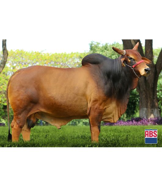 0_ELIOT-PORANGABA 0_ELIOT-PORANGABA