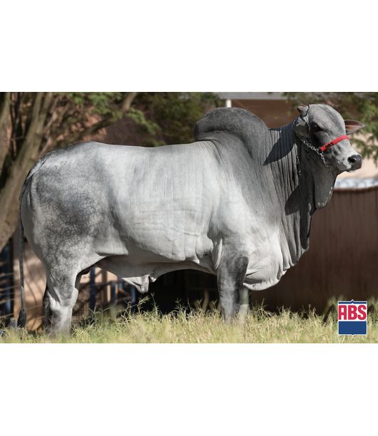 0_PRIME-DO-GOLIAS 0_PRIME-DO-GOLIAS