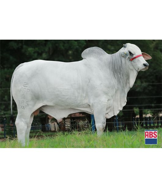 0_GALILEU-DA-GUADALUPE 0_GALILEU-DA-GUADALUPE