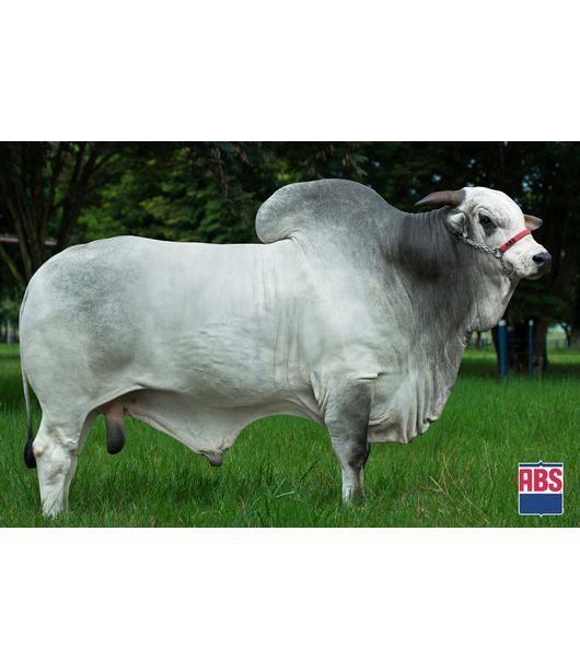 0_BELGRADO--2021- 0_BELGRADO--2021-