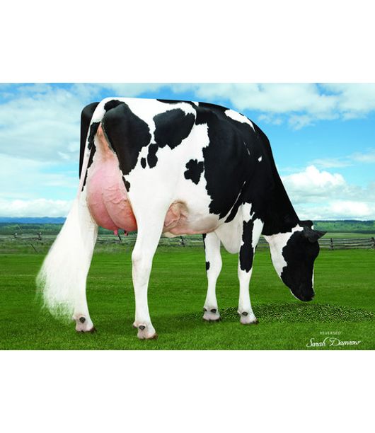 WINSTAR-MENDEL WINSTAR-MENDEL