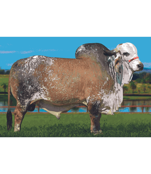 CAMISA-XADREZA-FEMININA CAMISA-XADREZA-FEMININA