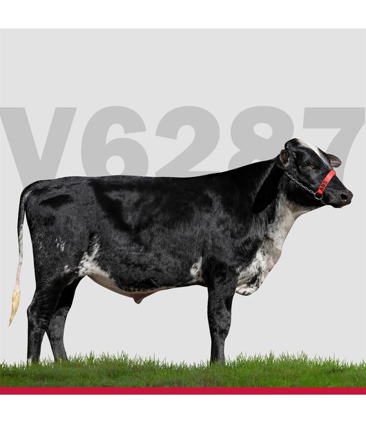 touros-Girolando-loja6 touros-Girolando-loja6