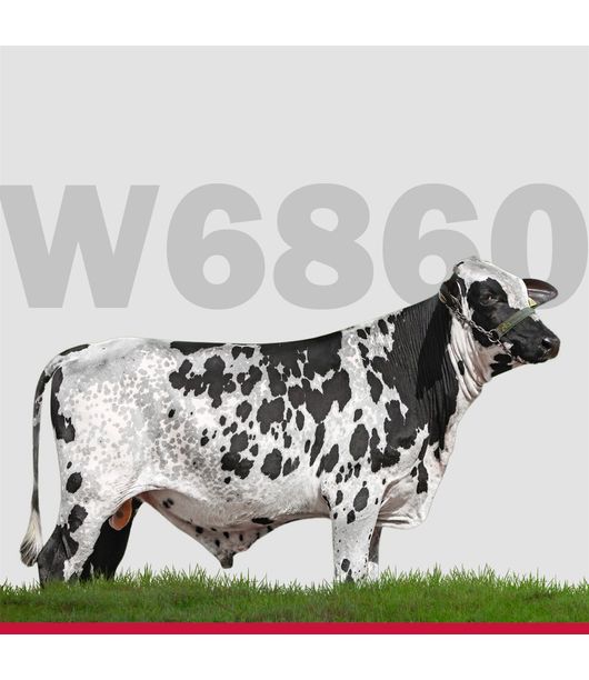 touros-Girolando-loja2 touros-Girolando-loja2