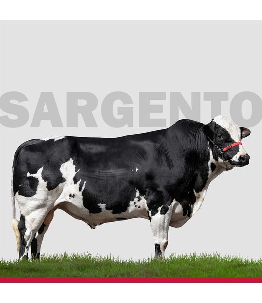 touros-Girolando-loja10 touros-Girolando-loja10