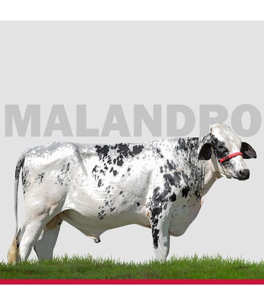 touros-Girolando-loja12 touros-Girolando-loja12