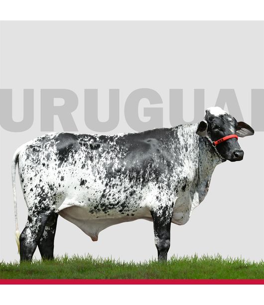 touros-Girolando-loja5 touros-Girolando-loja5