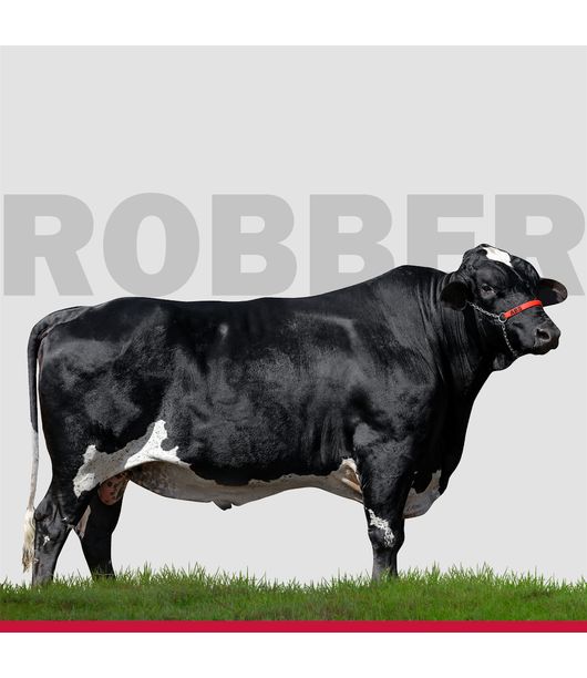 touros-Girolando-loja4 touros-Girolando-loja4