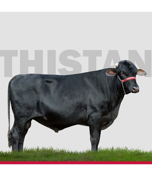 touros-Girolando-loja9 touros-Girolando-loja9