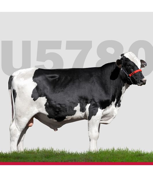 touros-Girolando-loja8 touros-Girolando-loja8