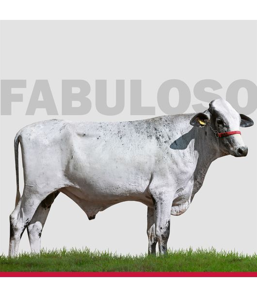 touros-Girolando-loja--1- touros-Girolando-loja--1-