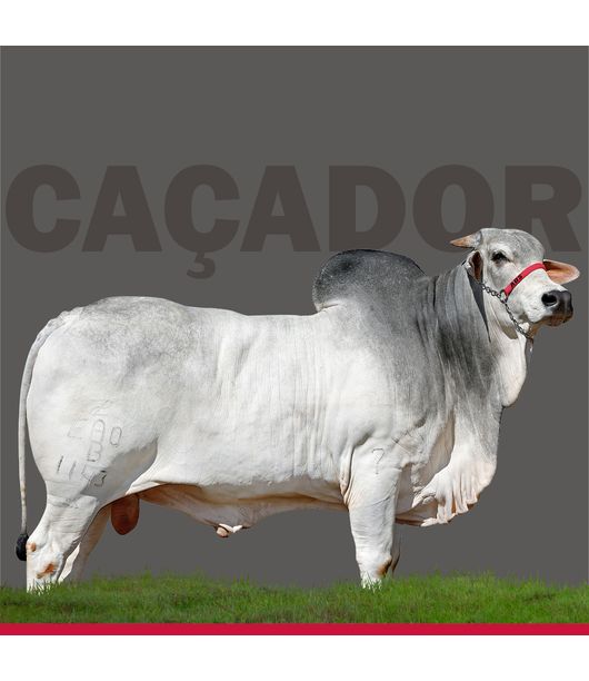 imagem--4- imagem--4-