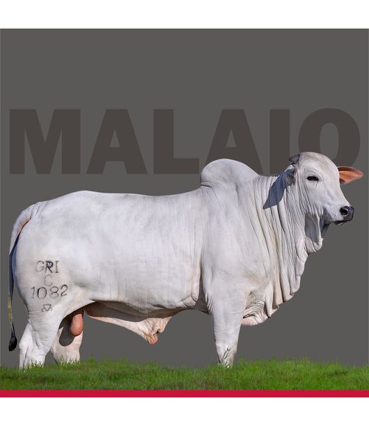 imagem--1- imagem--1-