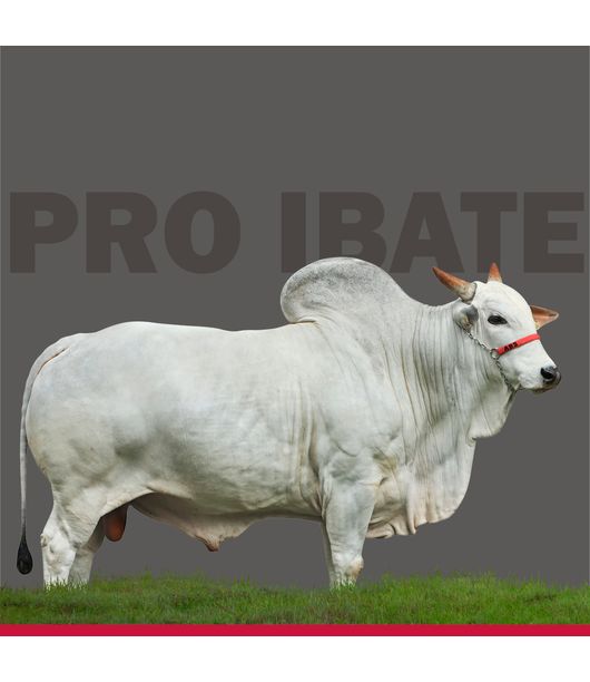 imagem--11- imagem--11-