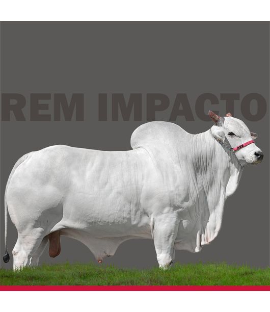 imagem--13- imagem--13-